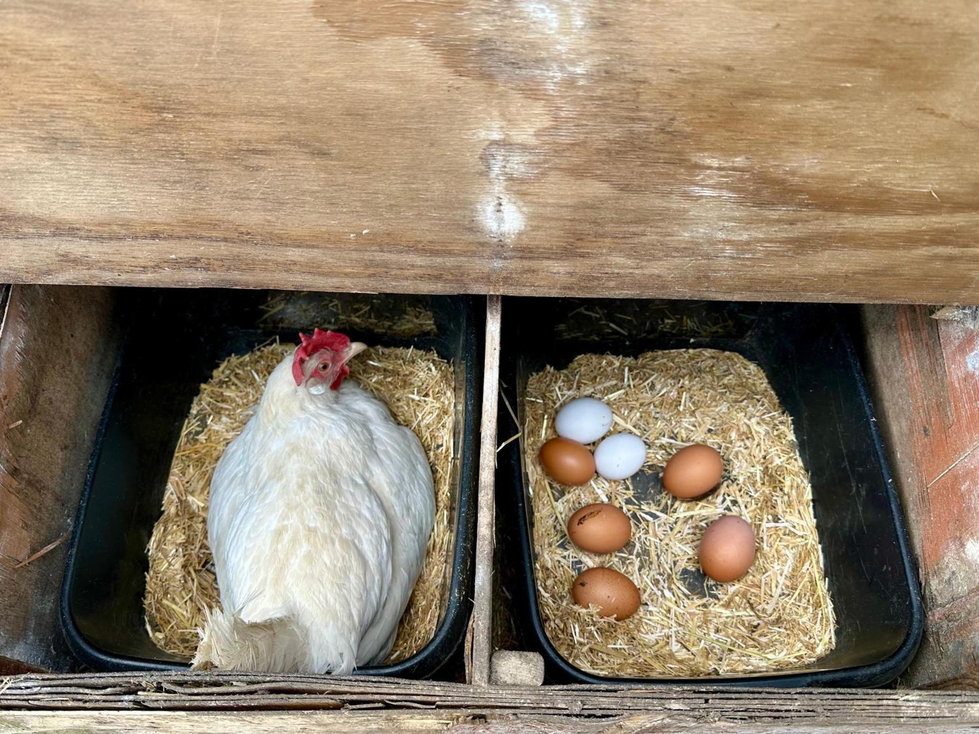Charming Hen Cottage Countryside Retreat Lincoln Newball エクステリア 写真